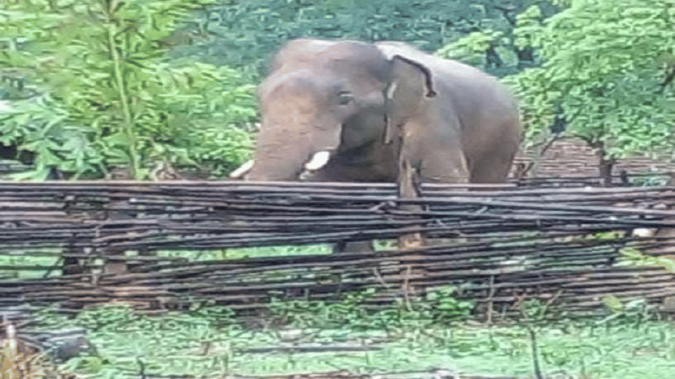 Kanker Young man killed while taking photo elephant slapped him and killed him