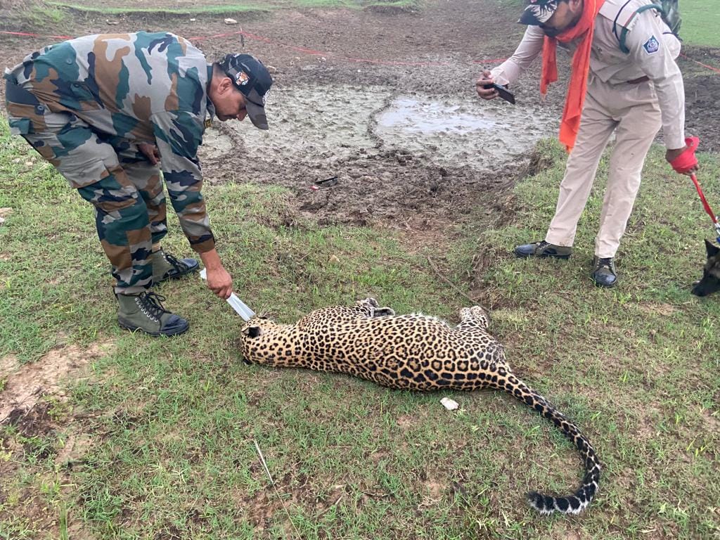 MP News: Leopard died of fever, confirmed by postmortem report, hair and skin sent to lab