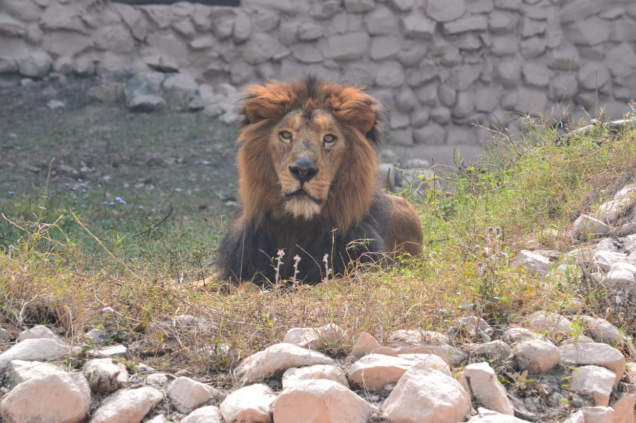 lucknow zoo tiger prithvi no more