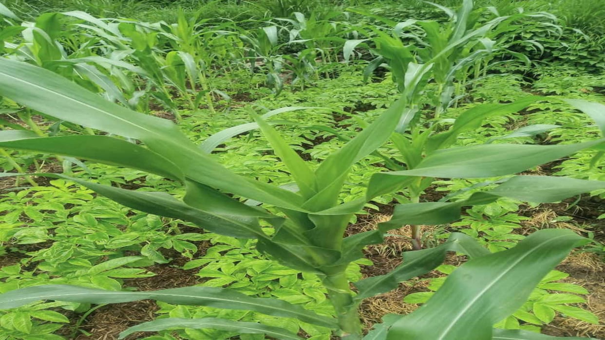 trend Increased towards natural farming, consumption of chemical fertilizers reduced by 90 percent in three y