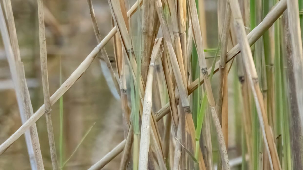 Optical Illusion: Can you spot a bird hidden in picture in 7 Seconds?