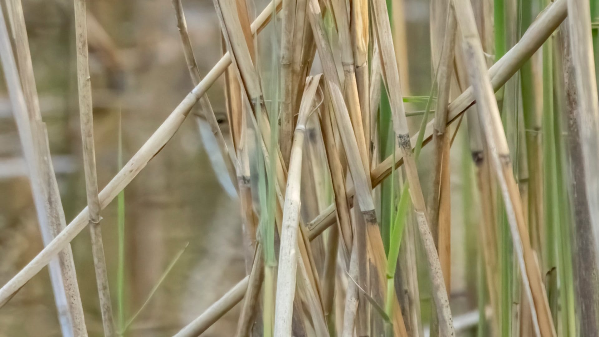Optical Illusion: Can you spot a bird hidden in picture in 7 Seconds?