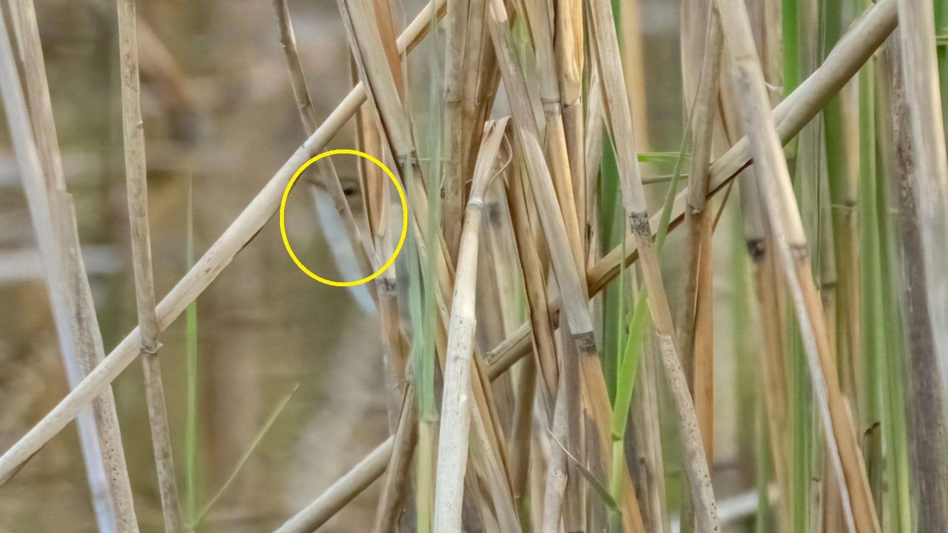 Optical Illusion: Can you spot a bird hidden in picture in 7 Seconds?