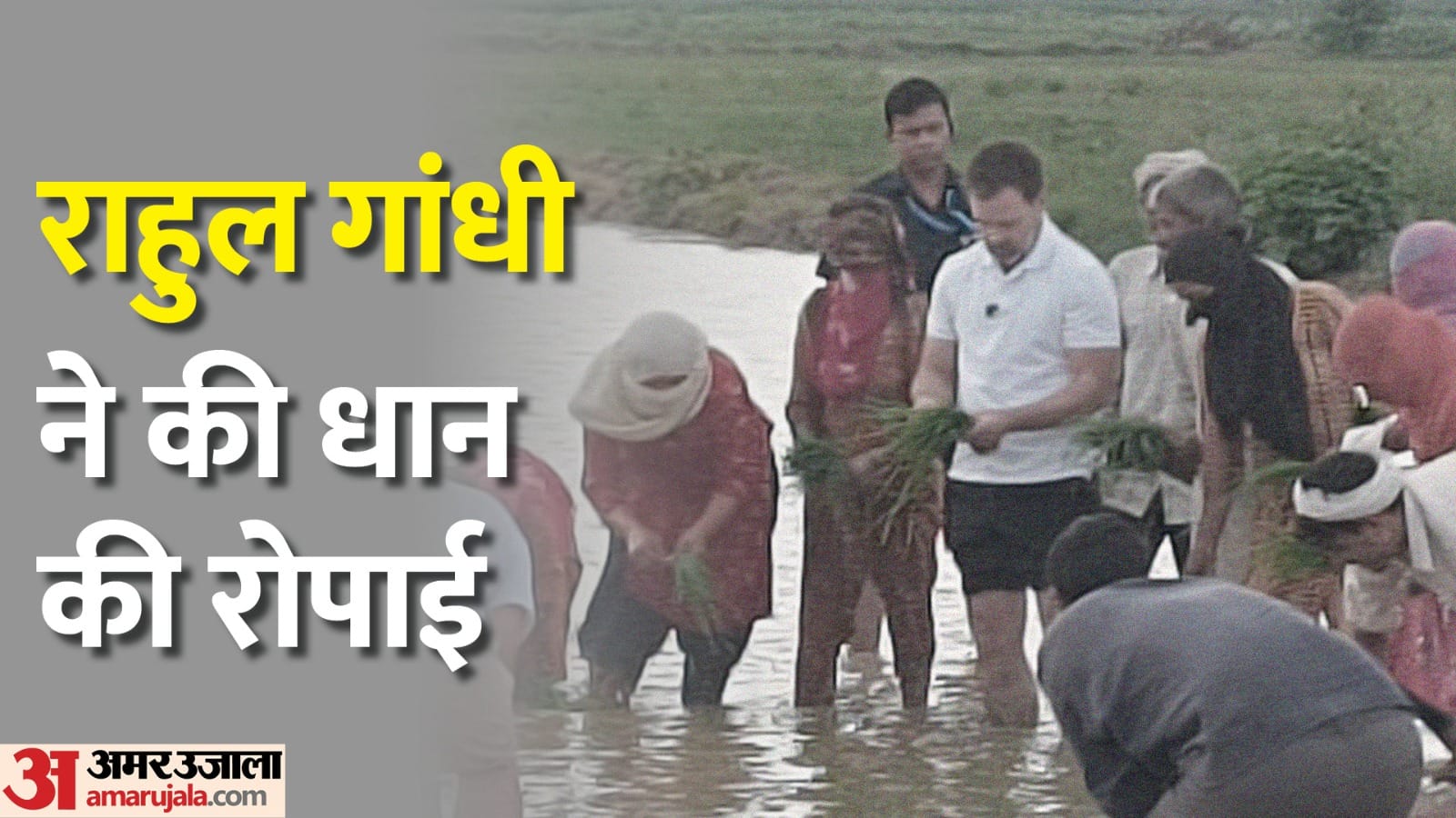 सोनीपत में राहुल गांधी ने चलाया ट्रैक्टर और धान भी रोपे