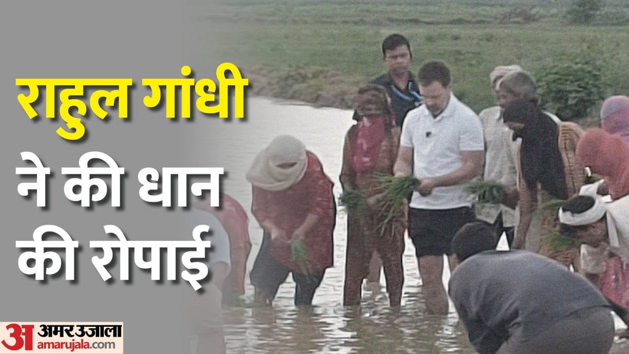Rahul Gandhi in Sonipat: Congress Leader Rahul Gandhi Planted Paddy News in Hindi