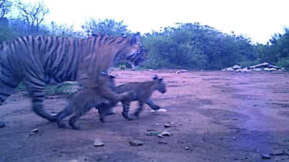 Good news came from Alwar Sariska Tiger Reserve tigress ST-19 gave birth to two cubs