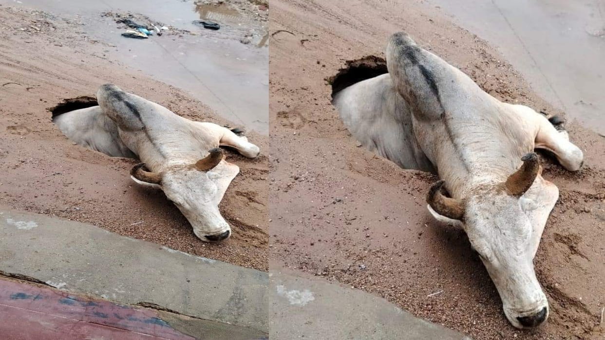 Rajasthan News: A bull fell into a pit due to a burst of earth in Sikar's Fatehpur Shekhwati.