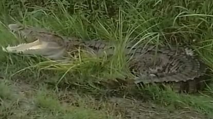 Crocodile came in canal near village in bareilly
