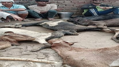 Aligarh News: रहस्यमयी परिस्थिति में 60 बकरियों की मौत, शवों को कराया पोस्टमार्टम, ऐसे मिलीं थीं बकरियां 60 goats died under mysterious circumstances