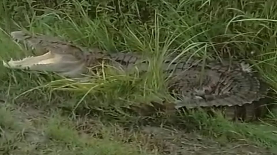 Bravery award may be given to this mother, who saved his son nitish kumar from Crocodile with a stick in bihar