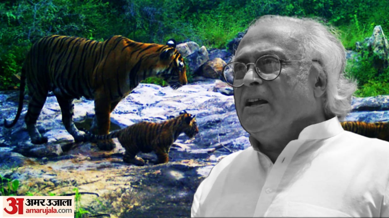 Relocation of tigers to Sariska remarkable success story that started much before 2014: Jairam Ramesh
