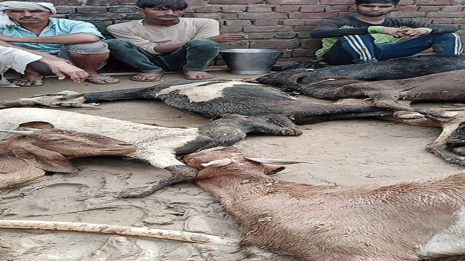 60 goats died under mysterious circumstances