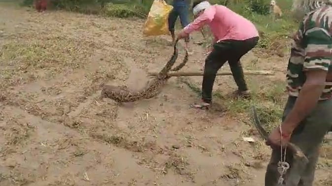 Baghpat : more than fifteen feet long python found near village