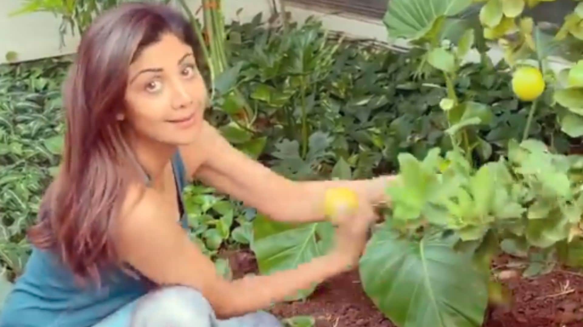 bollywood actress who love gardening shilpa shetty anushka sharma juhi chawla twinkle khanna bollywood actress