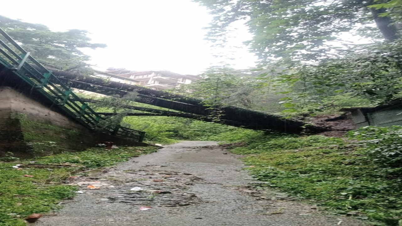 Shimla News: Trees causing havoc in the rain, buildings in danger due to landslides, see devastation in pictur