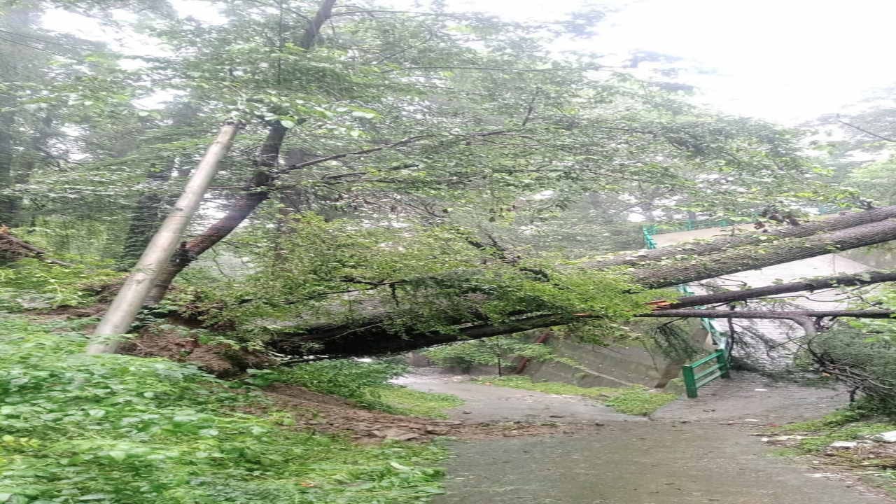 Shimla News: Trees causing havoc in the rain, buildings in danger due to landslides, see devastation in pictur