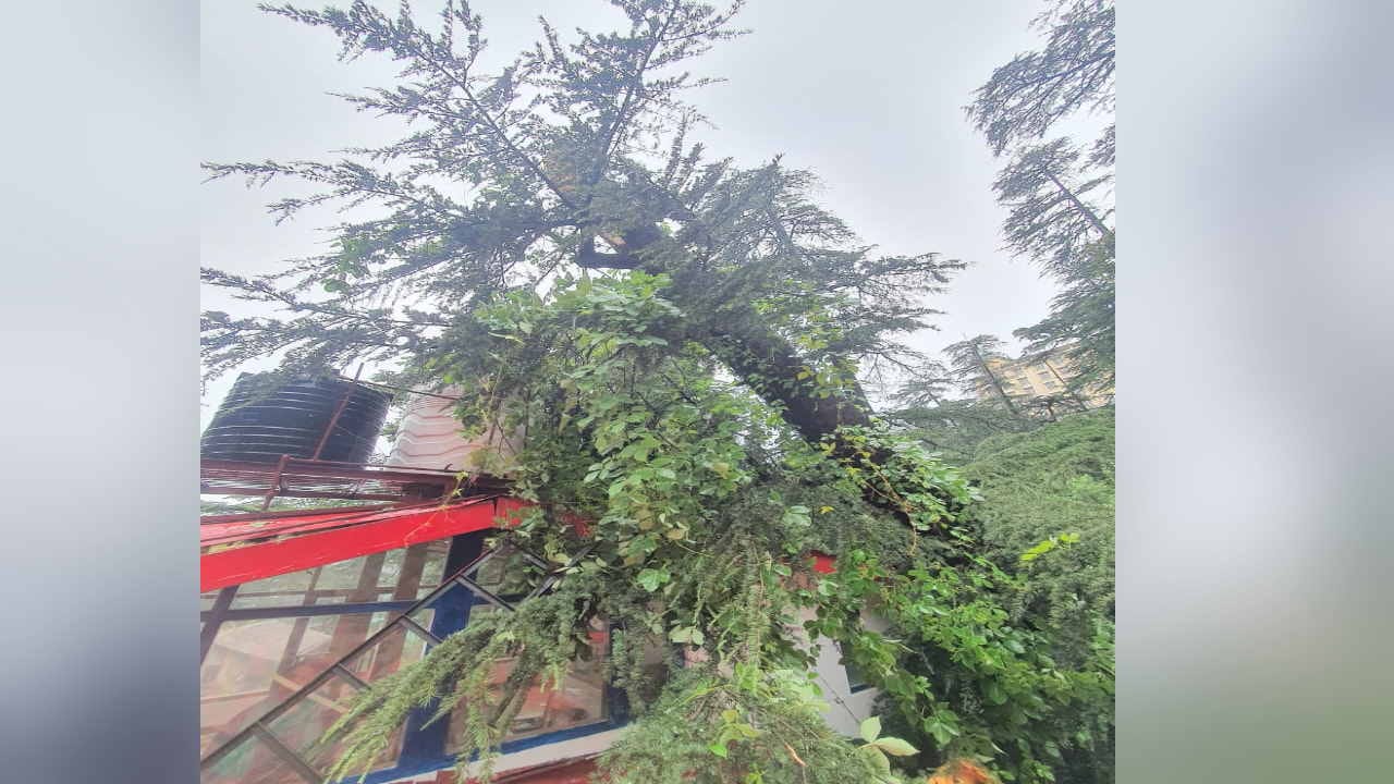 Shimla News: Trees causing havoc in the rain, buildings in danger due to landslides, see devastation in pictur