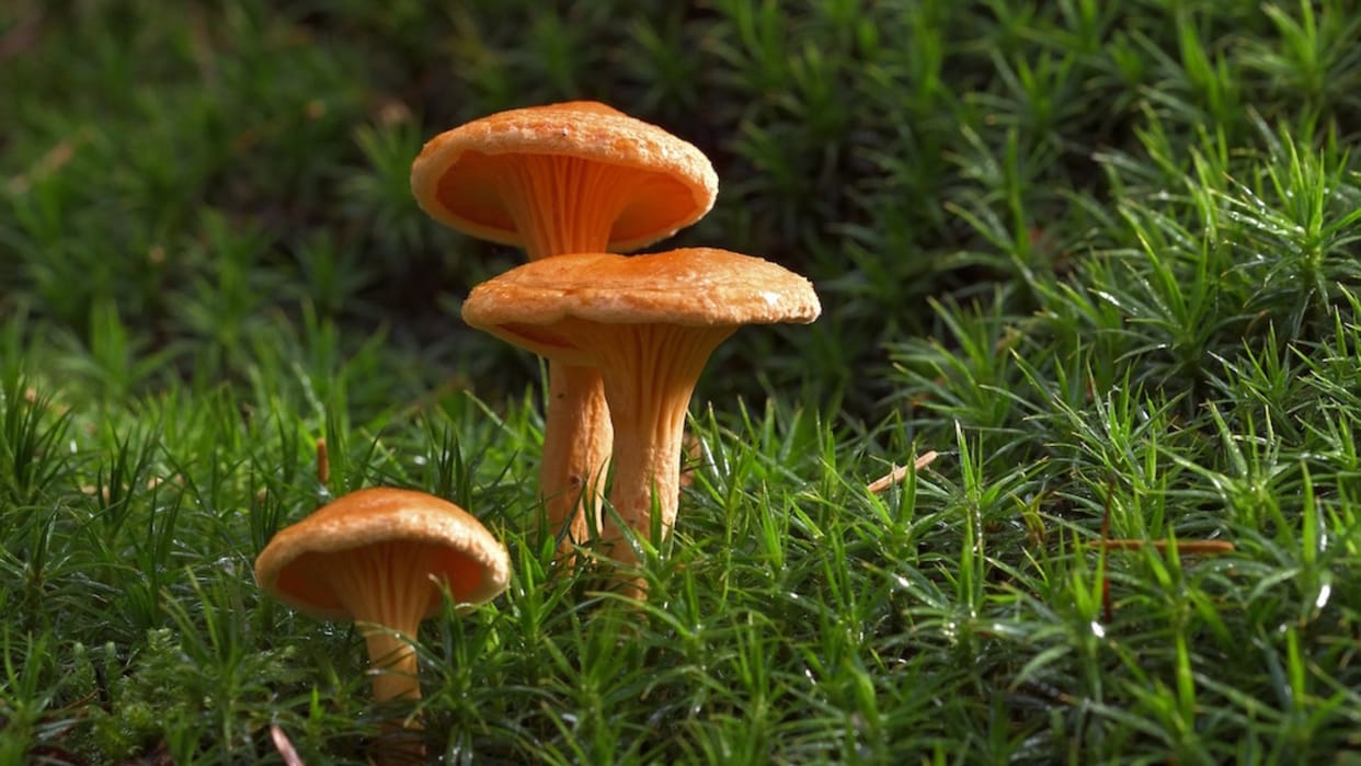 Shillong: Wild mushroom took life or some other reason? Three including woman died in IBBR premises