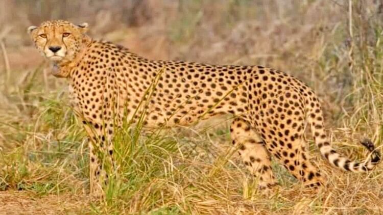 Kuno National Park: Worrying news from Kuno, cheetahs Oban, Freddy and Elton have neck wounds, worms found