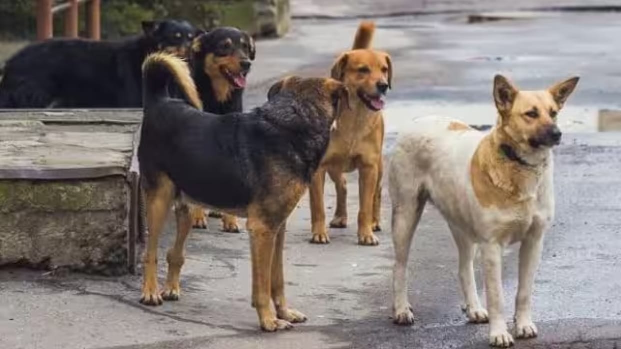 Dogs scratched two children playing outside the house in Firozpur