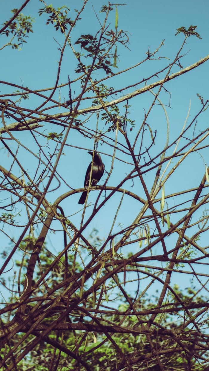 Pollution is suffocating trees and plants in Delhi-NCR, even birds are becoming breathless