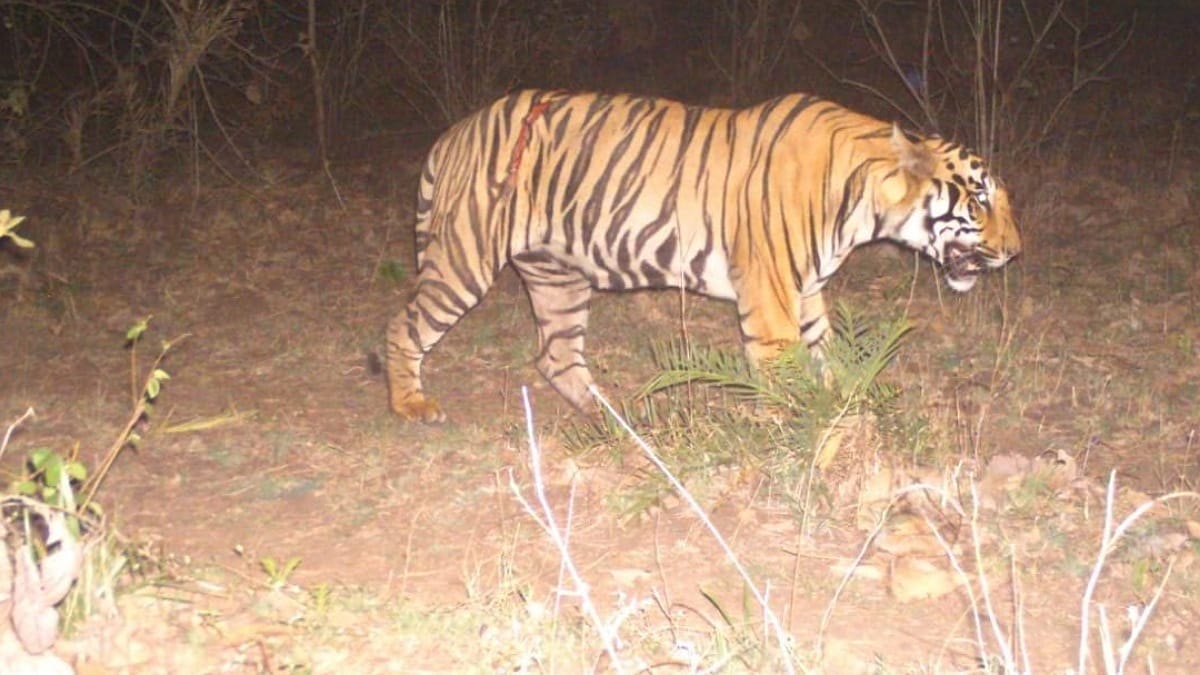 Eco system disturbed due to construction work in the forests of Uday Nagar, Choral, tigers, leopards active in