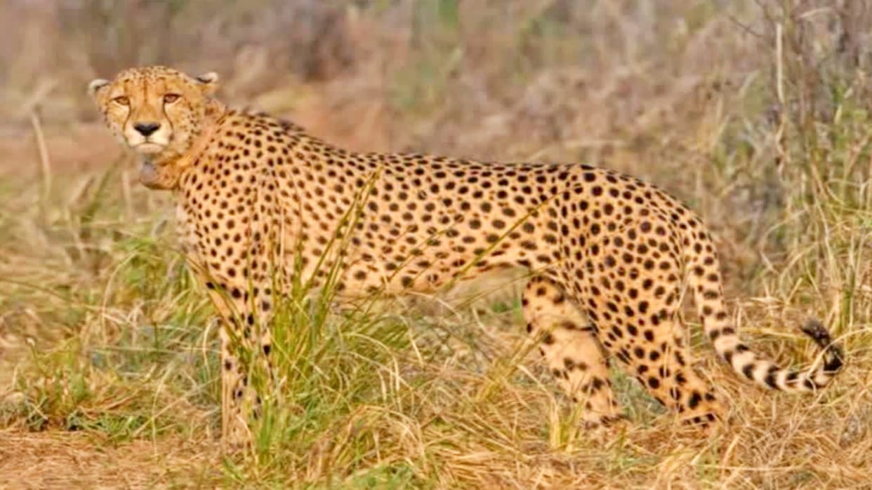 Kuno National Park: Female Cheetah Nirbhaya Goes Missing, Forest Officials Using Drones To Trace