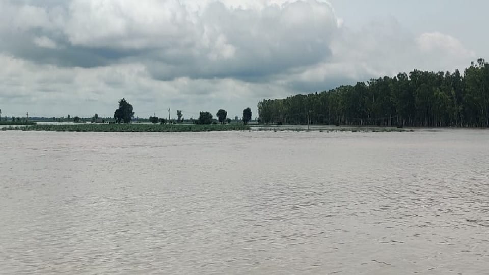 Sky havoc: Waterlogging in 565 villages in Yamunanagar, 61 thousand 794 acres of crops submerged in water