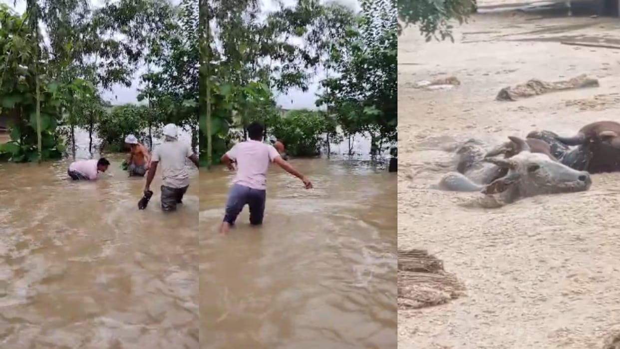 Heavy rains in Shamli, water in Yamuna reached danger mark and many cattle died due to floods