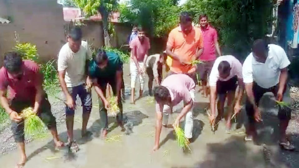 people planted paddy on the road protest over water logging problem