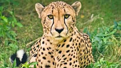 सांकेतिक तस्वीर