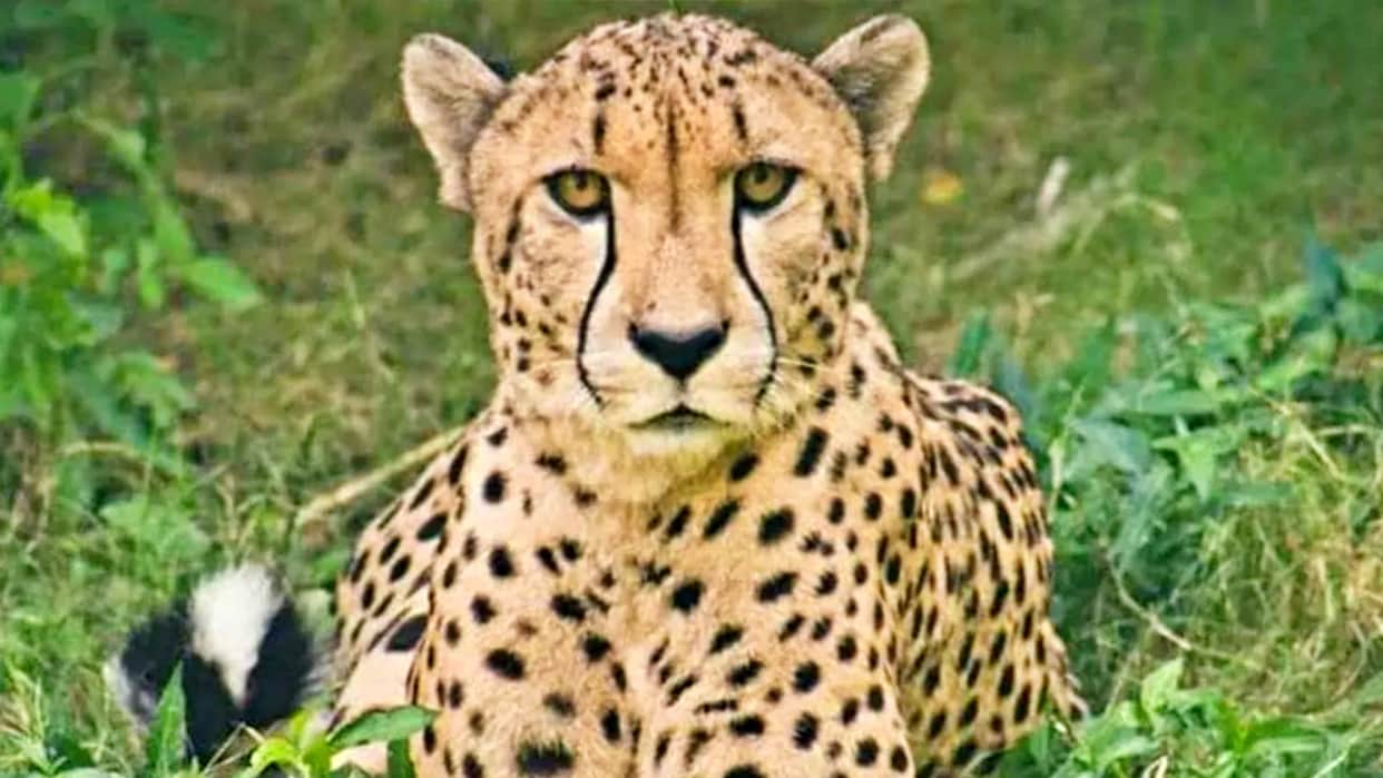Sheopur Two cheetahs freed in forest of Kuno National Park number of cheetahs roaming in free range is 12