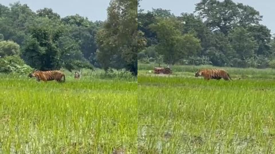 Tiger reached near the village of Puranpur in Pilibhit