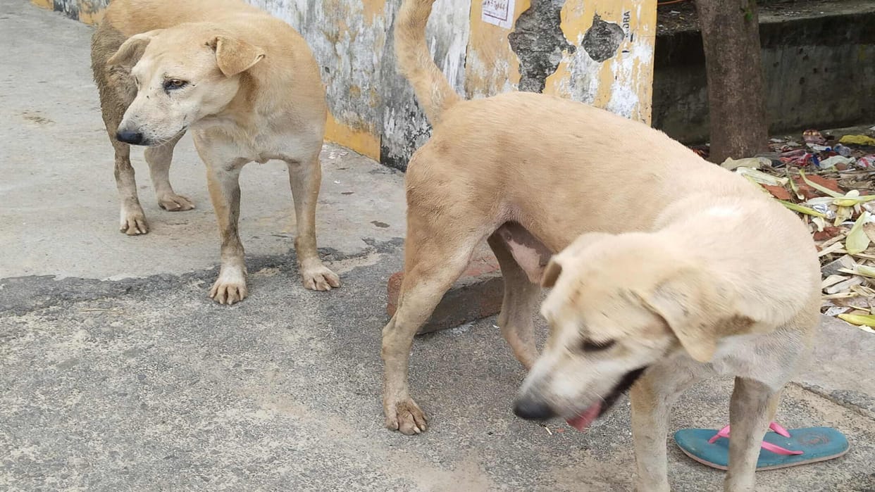 fear of Rottweiler and danger of unvaccinated indigenous people hovering around