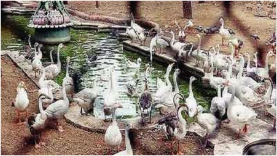 50 birdhouses to be constructed in Rajasthan CM Gehlot approves additional budget of 43.50 crores