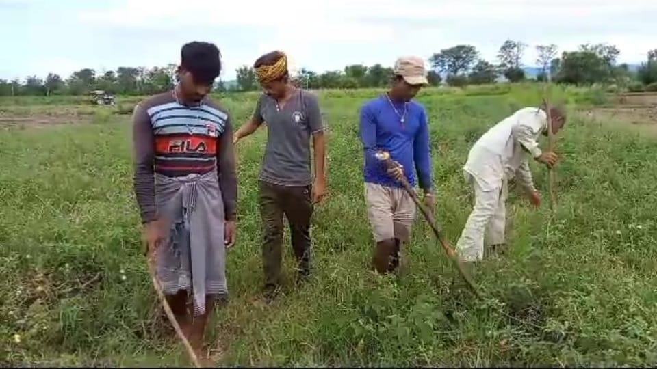 Jammu : Farmers of the valley are guarding tomatoes with sticks