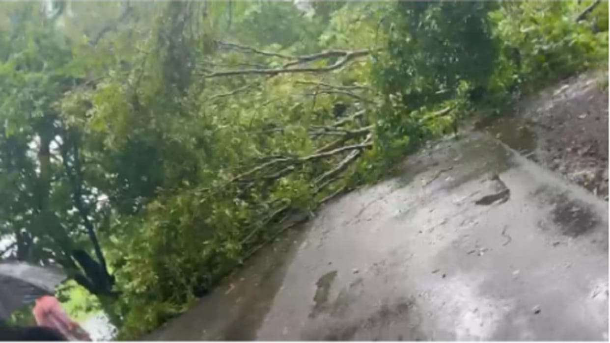Bijnor: Trees fell on road due to heavy rains, traffic was disrupted for several hours