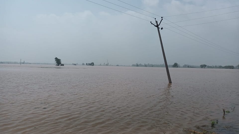 Water havoc in Haryana, Waterlogging in Fatehabad due to breach in embankment in Punjab, submerged fields