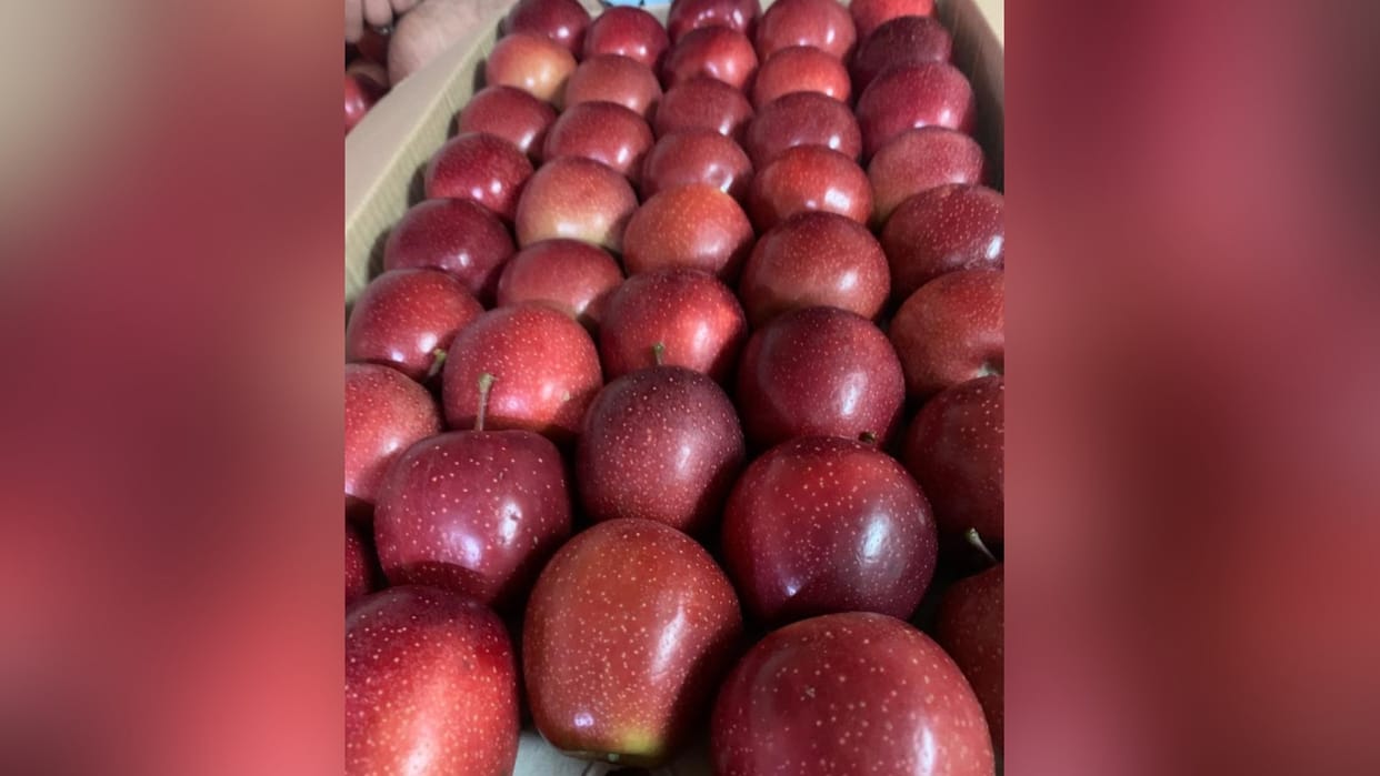 Shimla Apple Season News: King Gala Apple sold at price of 220 rupees per kilogram in shimla