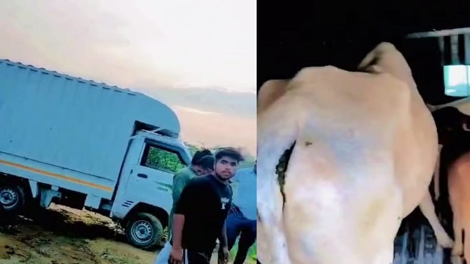 Cows crammed into vehicles in Rohtak; villagers of Katsera got clue, caught one from Nigana Road