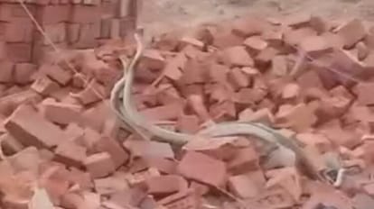 People made video of a pair of snakes and made it viral in Jamui, says it is auspicious to see in Sawan month