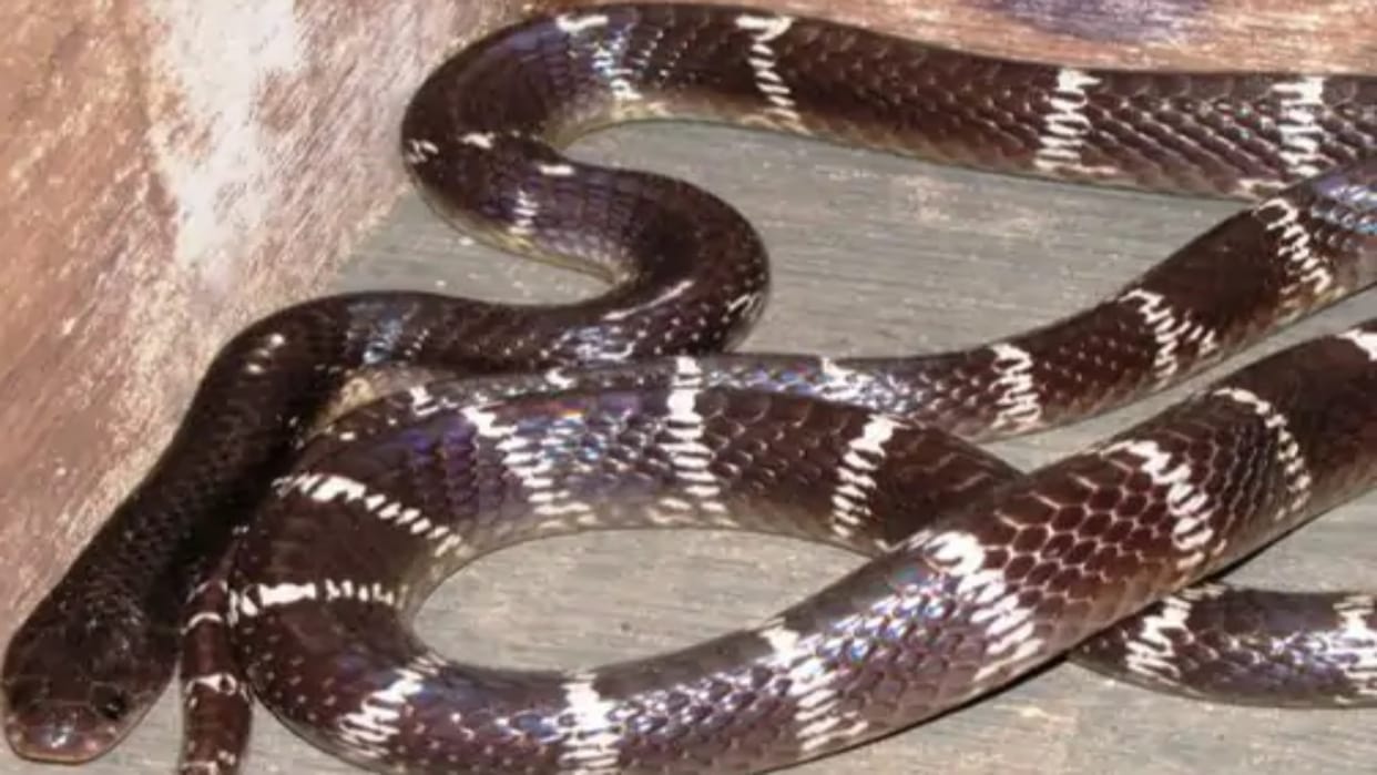 Chhindwara News Girl died due to snake bite of three feet long in Junadhana of Kohka