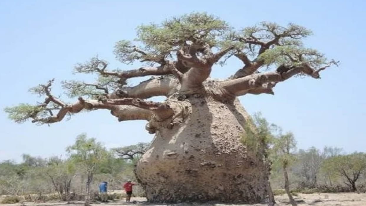 MP News: Answer will have to be presented in a week in the Baobab tree case, the High Court gave relief