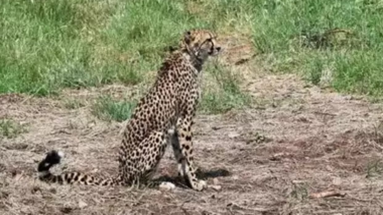 MP News Cheetah Suraj died in Kuno National Park of Sheopur