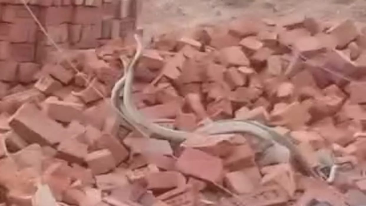 People made video of a pair of snakes and made it viral in Jamui, says it is auspicious to see in Sawan month