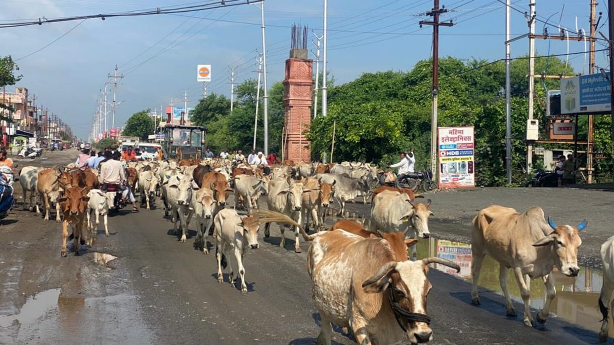 Sehore News More than five thousand cows reached Delawadi forest after traveling
