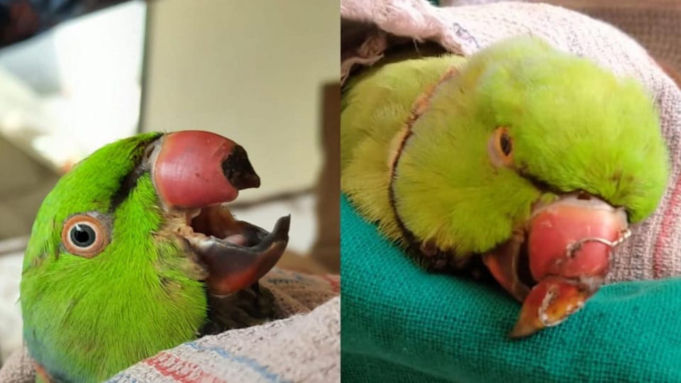 Fan cut parrot beak linked to operation