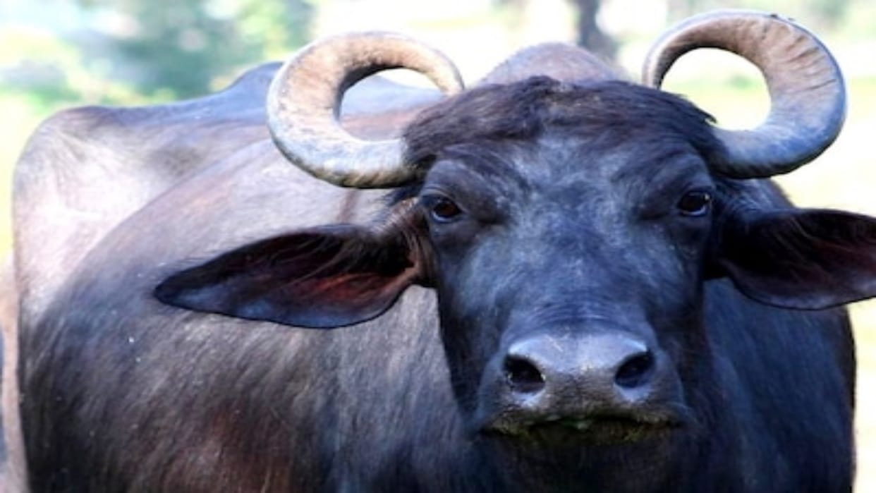 Umaria News Illegal cattle smuggling continues amid police claims caught illegal cattle