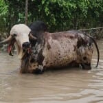 बचाया गया प्रीतम वंश का बैल।