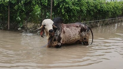 Yamuna Flooding NDRF Rescued a Bull Costs More Than A BMW X5
